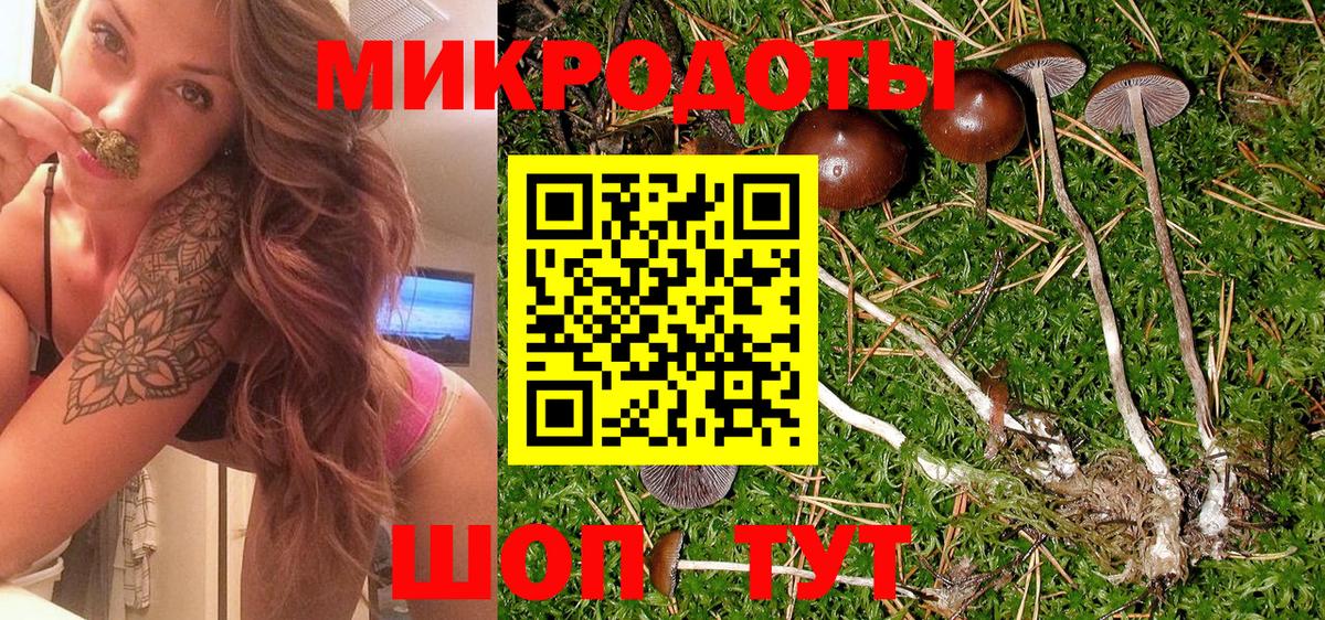 Владимир  Псилоцибиновые грибы Psilocybe  Вход с VPN 